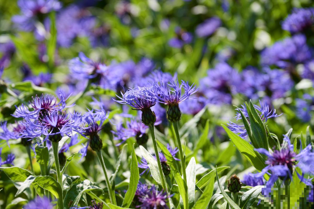 夏天生长的花有哪些