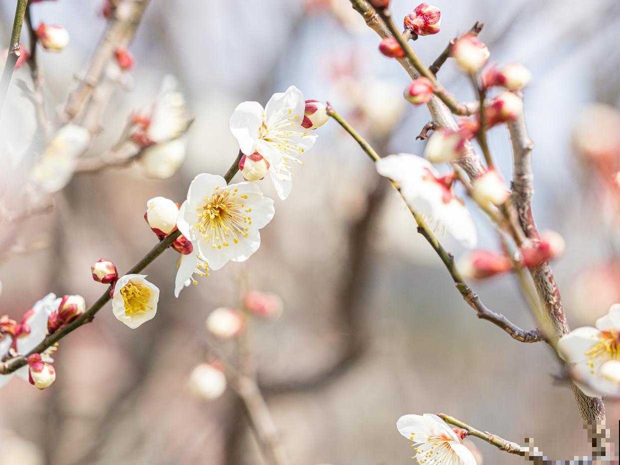 白梅什么时候开花