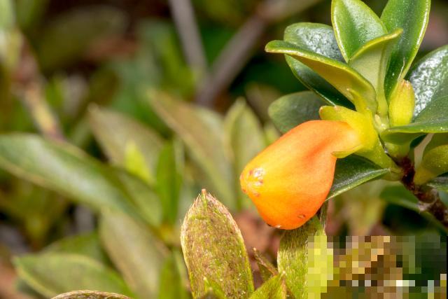 小金鱼植物怎么养