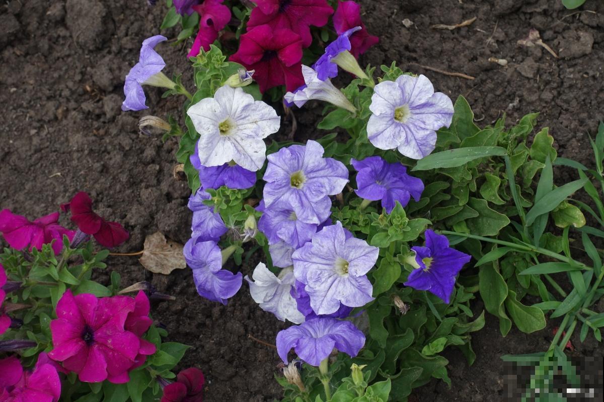 角堇种子怎么收集