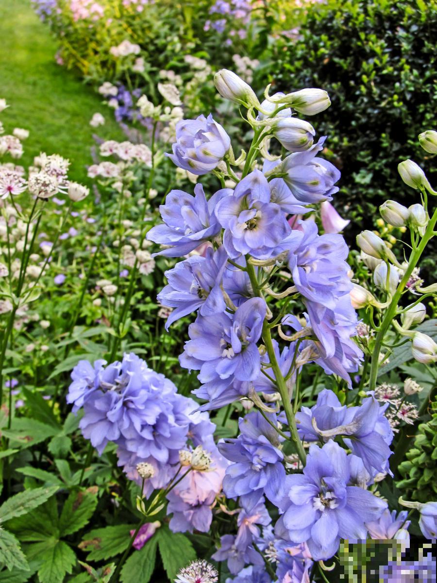 大花飞燕开花后怎么处理 大花飞燕开花后怎么处理