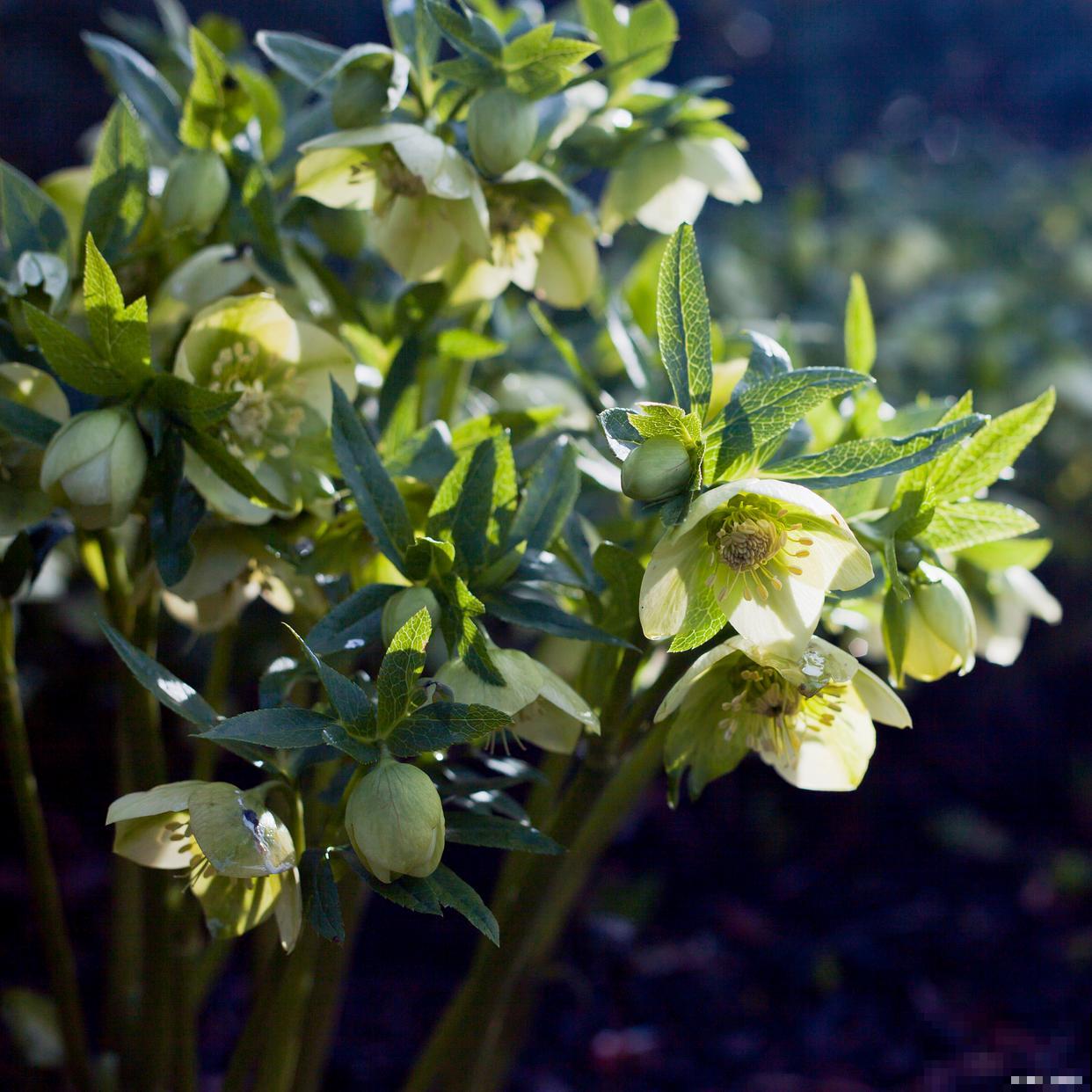 铁筷子用大盆还是小盆