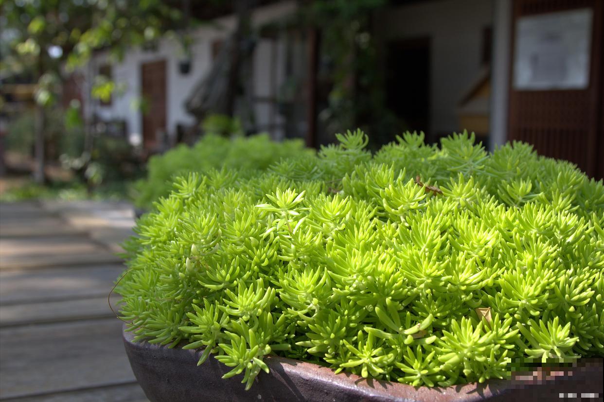 垂盆草生长在什么地方 垂盆草生长在什么地方