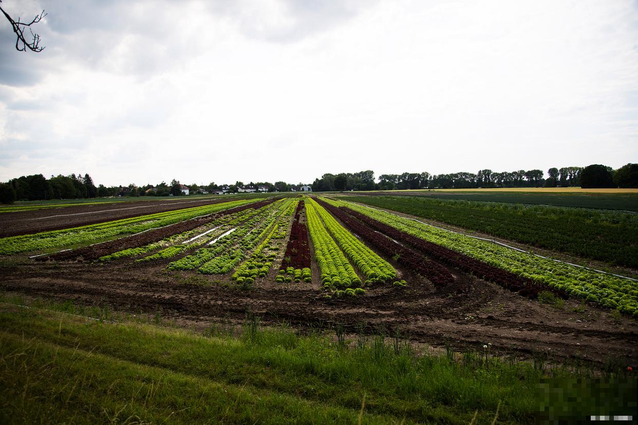 螺丝菜的种植方法