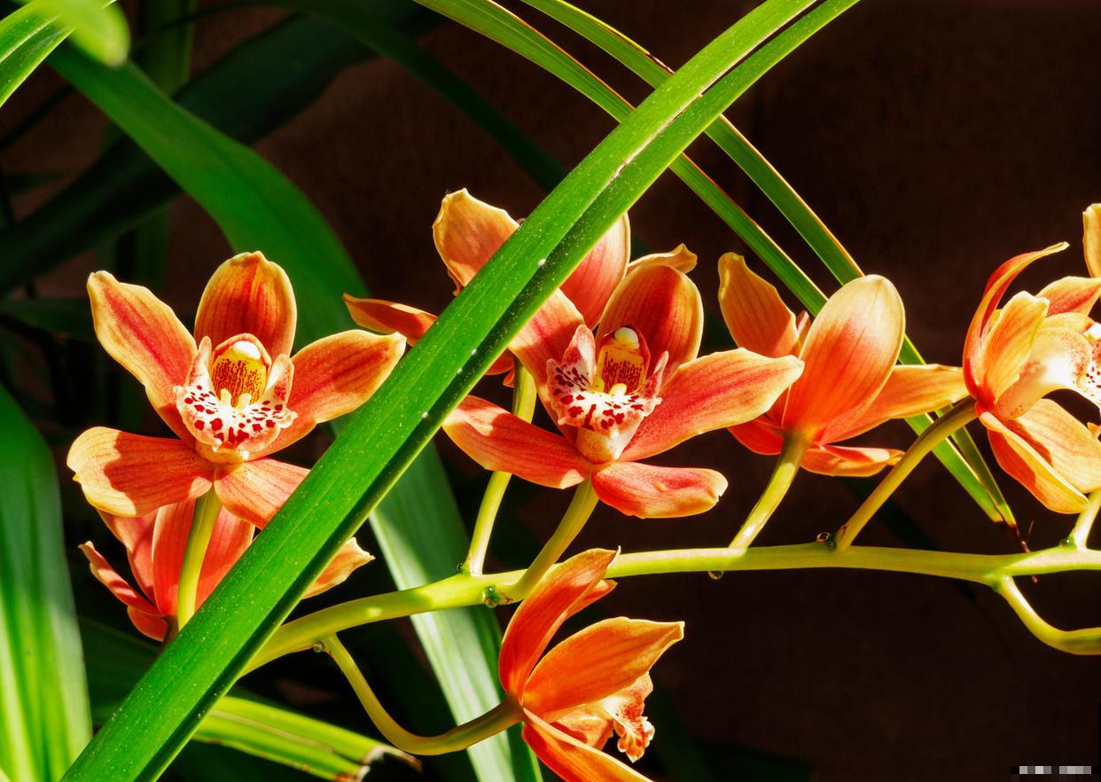 阳台兰花春天怎护理