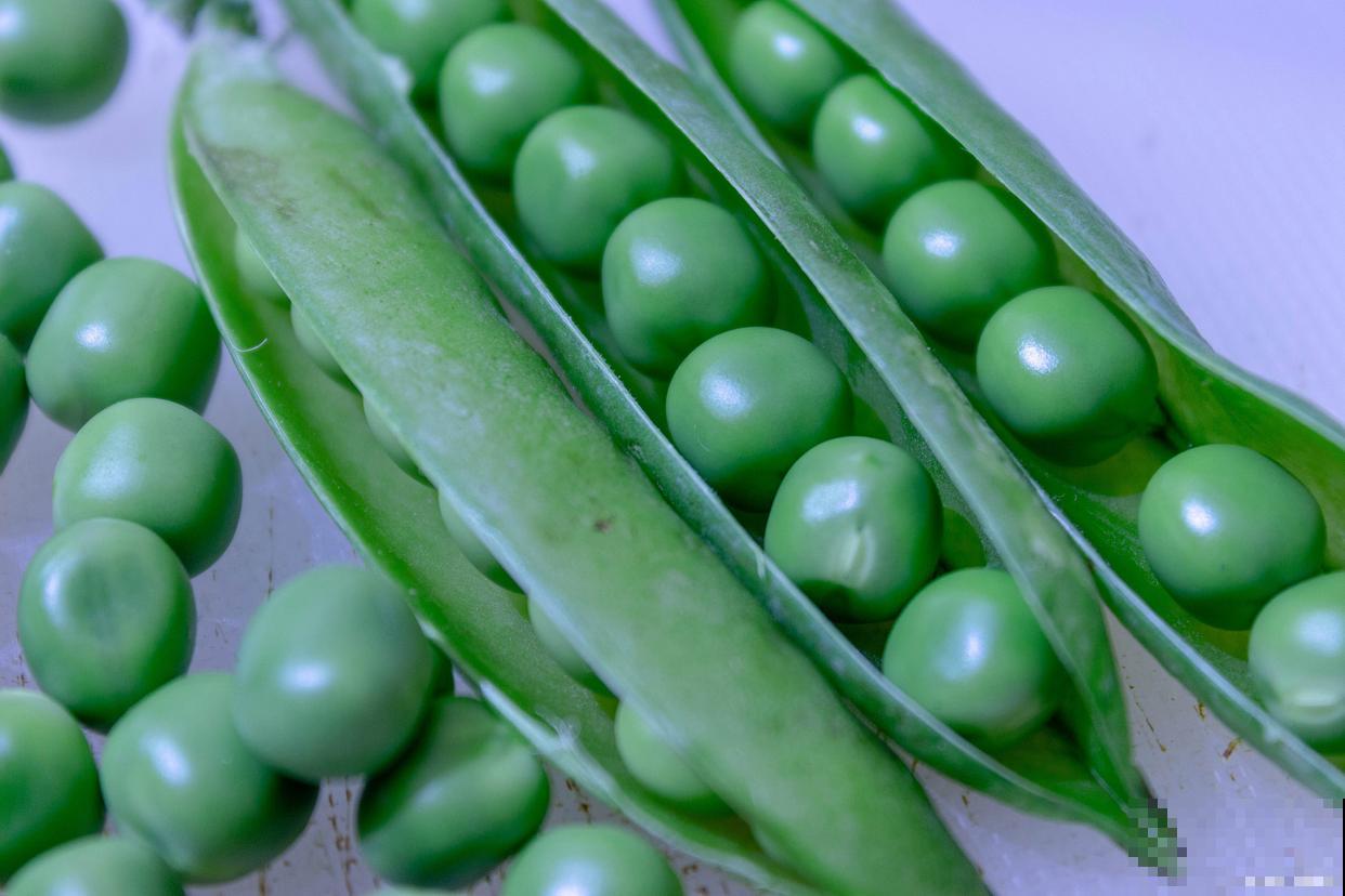 四棱豆的种植方法和时间 四棱豆的种植方法和时间