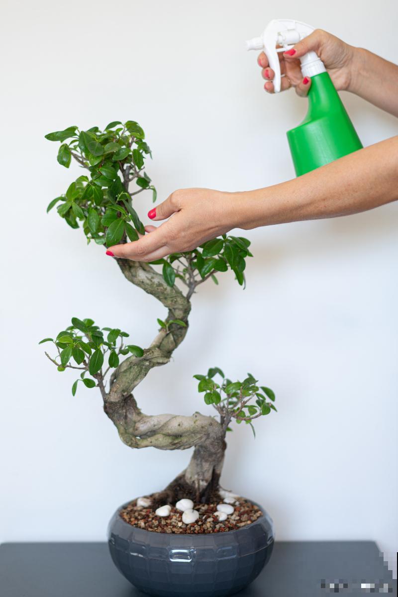 雀梅盆景如何修剪