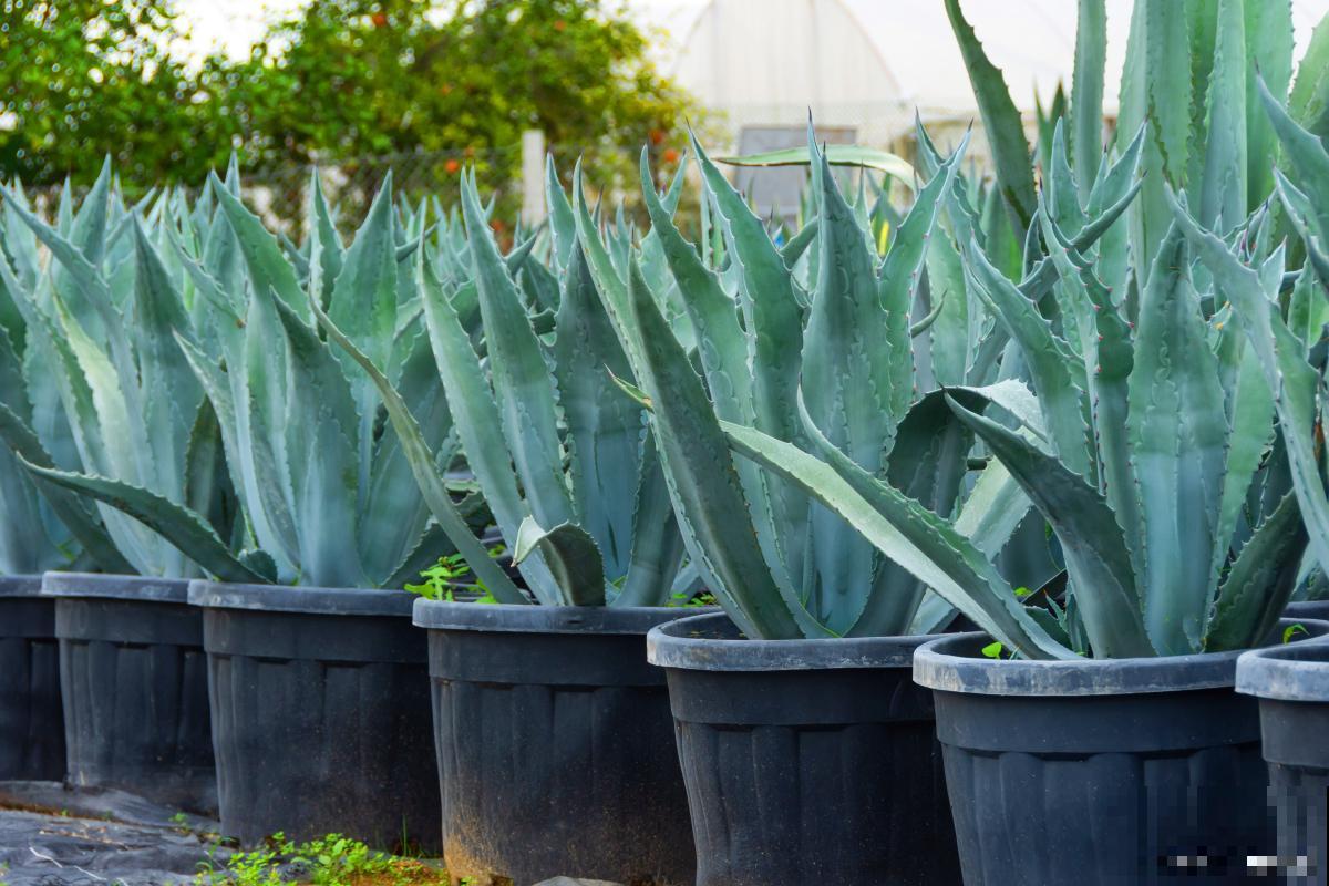 库拉索芦荟怎么种植