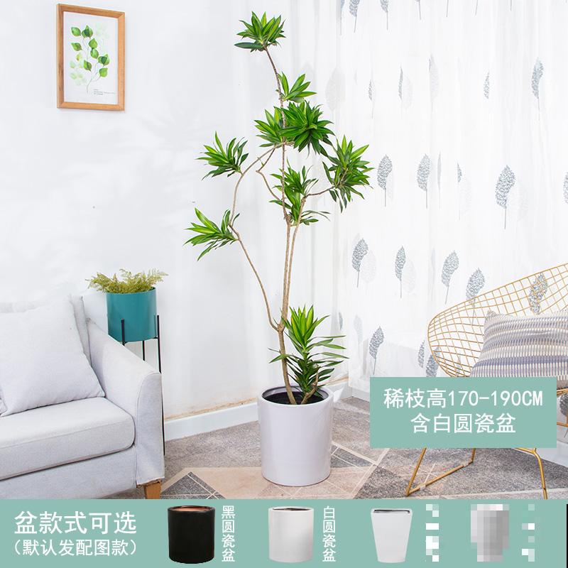 龙血树烂茎不要着急，学会这个处理方法，还能长