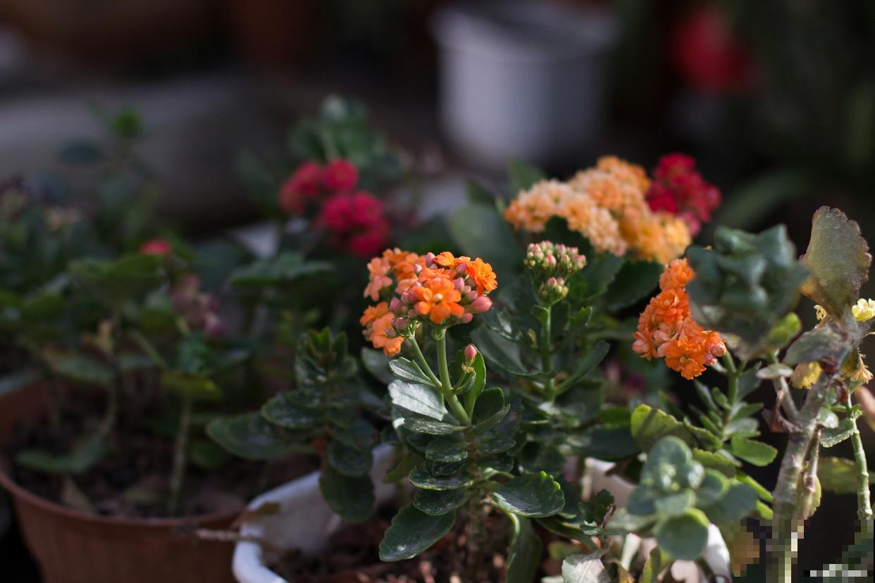 如何扦插长寿花? 如何扦插长寿花?