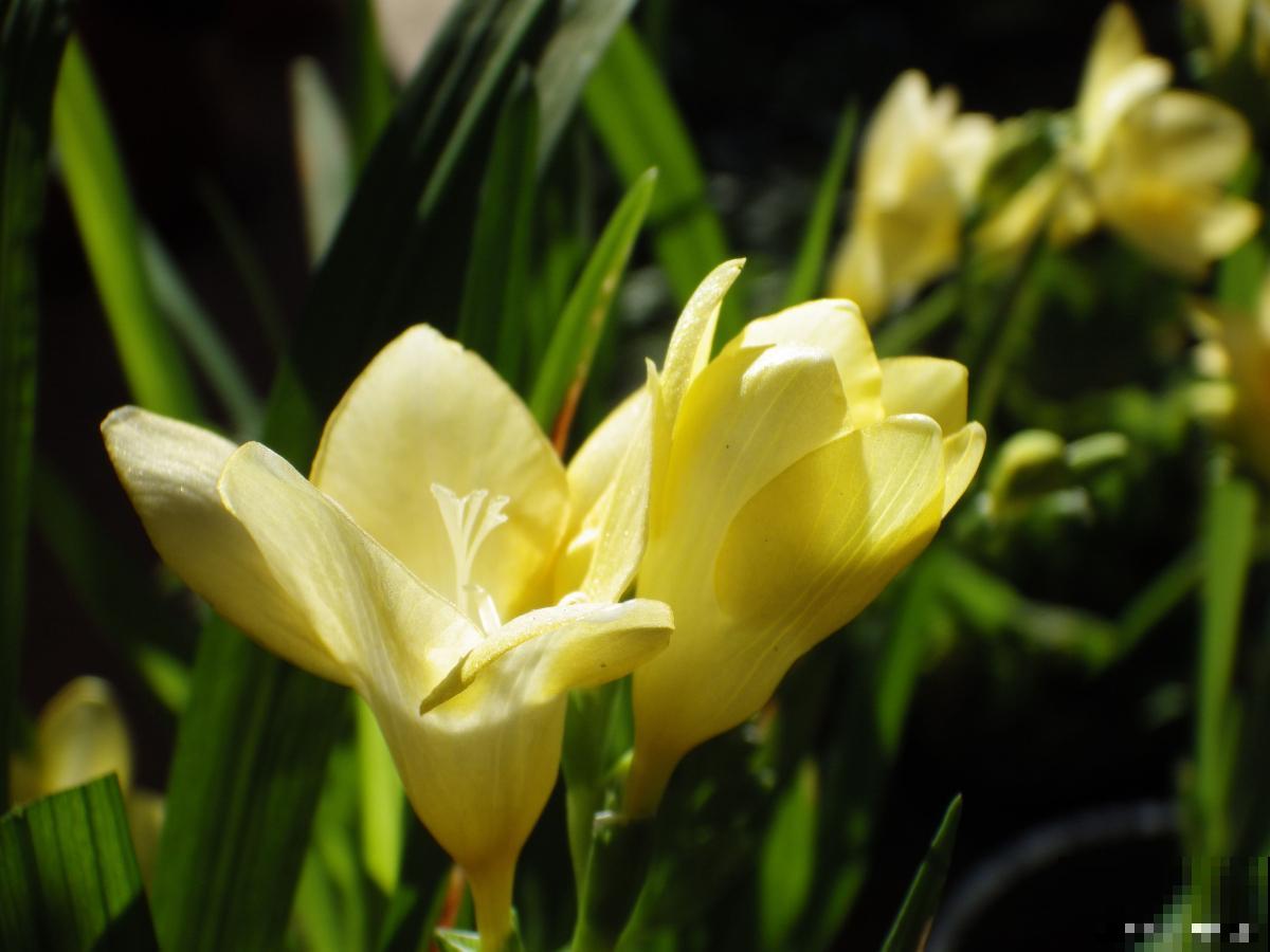 香雪兰怎么养殖？