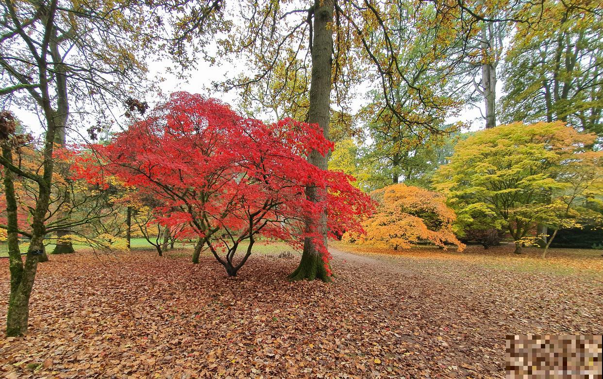 小庭院种什么树最好 小庭院种什么树最好