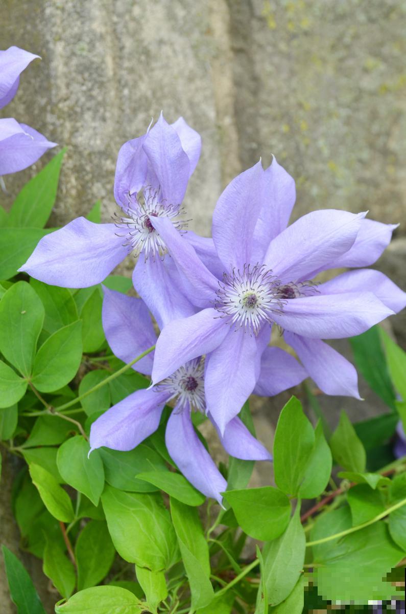 病虫害少的花卉有哪些 病虫害少的花卉有哪些