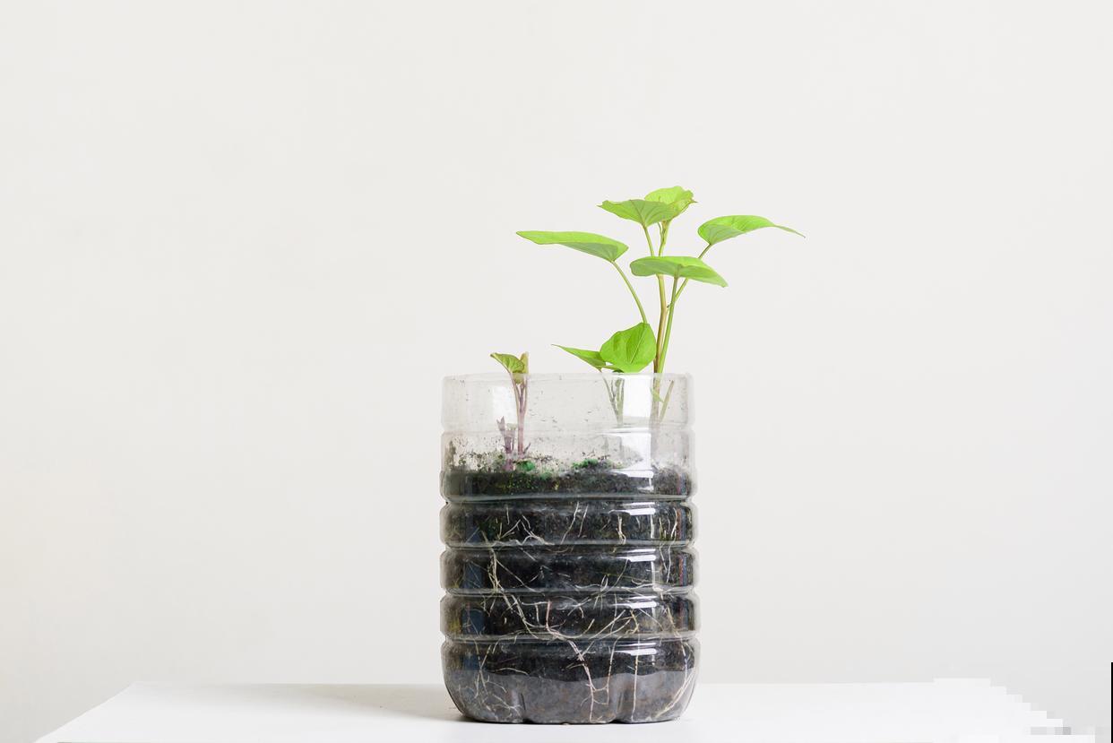 半水培植物怎么养