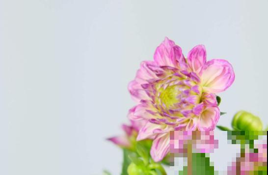 菊花播种方法，主要看这5点，注意好发芽率高