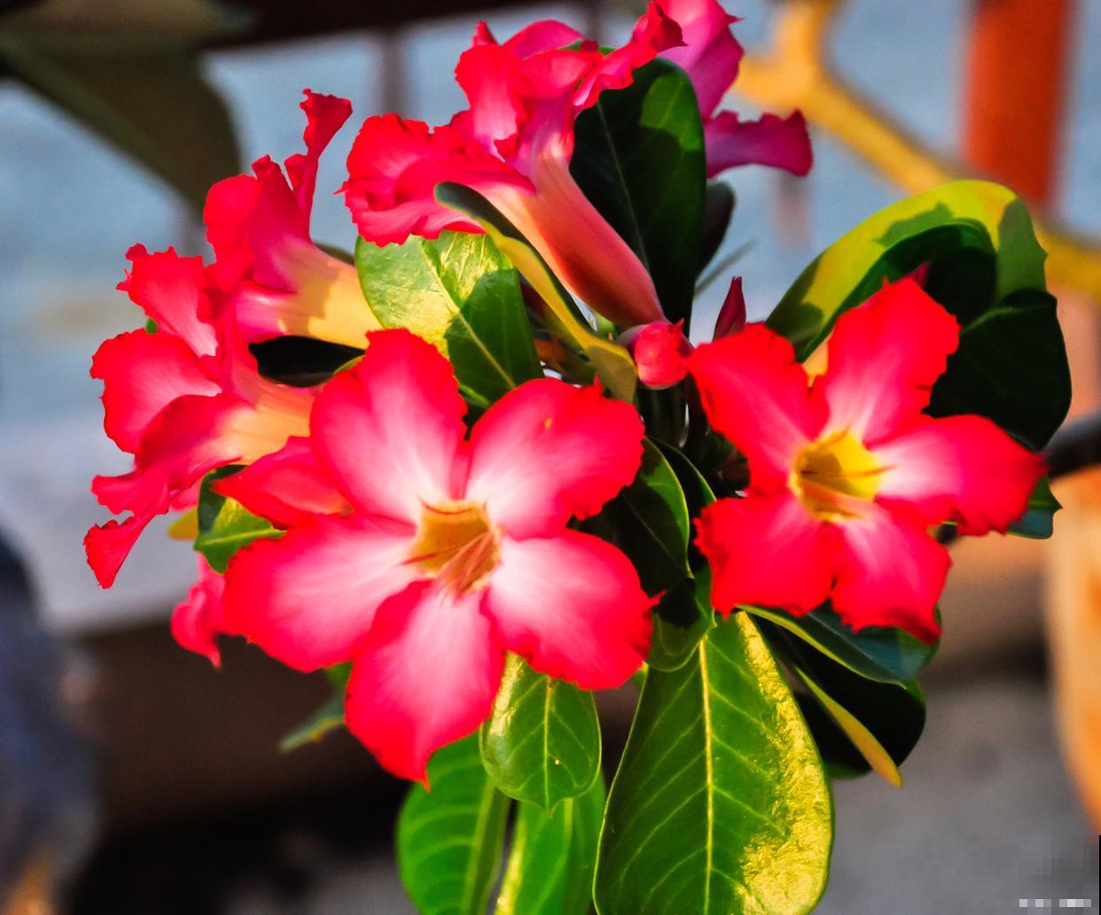 沙漠玫瑰花期多久 沙漠玫瑰花期多久