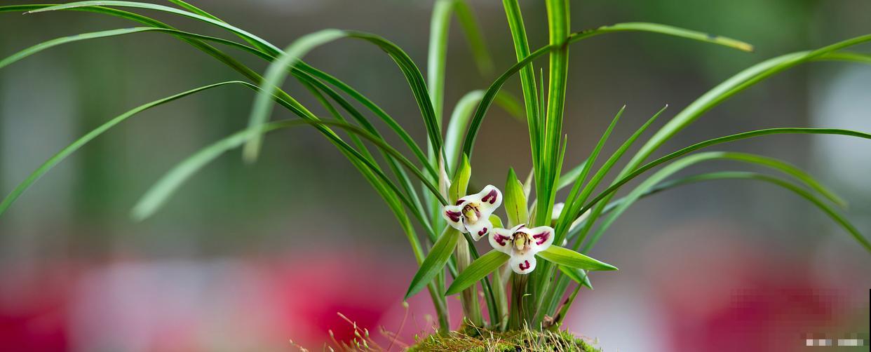 春兰叶尖发黄是什么原因