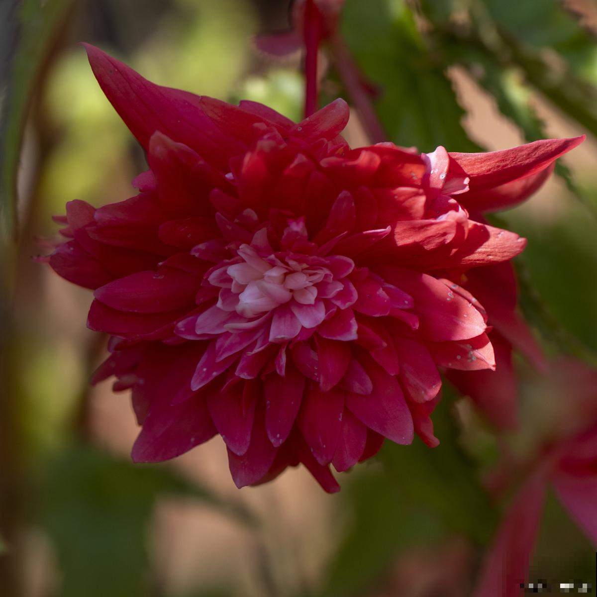大丽花如何种植? 大丽花如何种植?