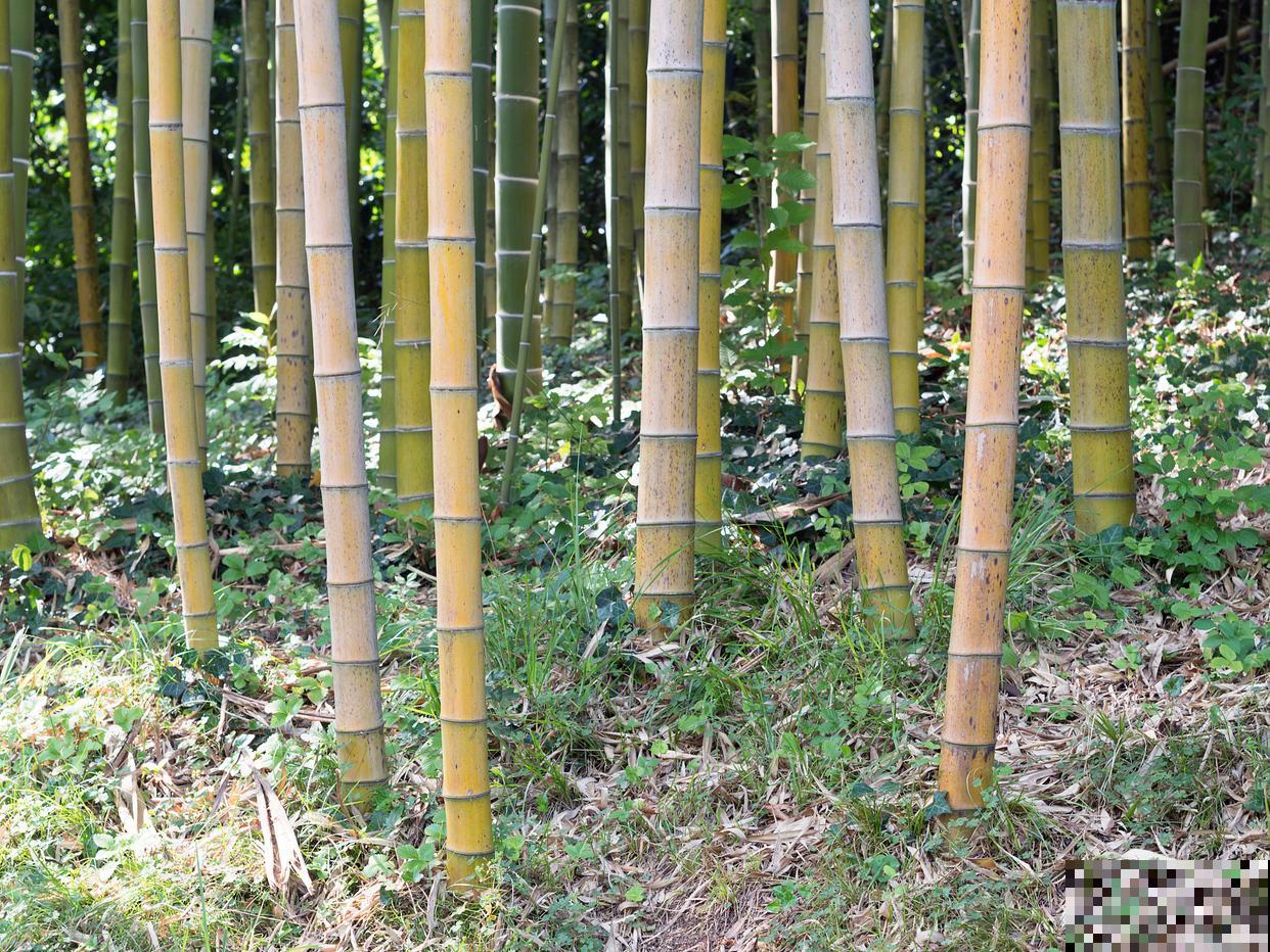 适合北方耐寒的竹子品种 适合北方耐寒的竹子品种