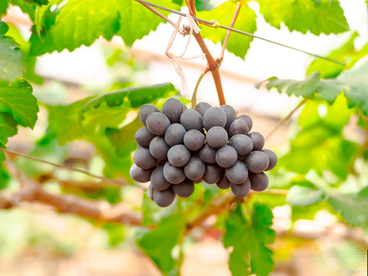 葡萄开花后怎么剪枝