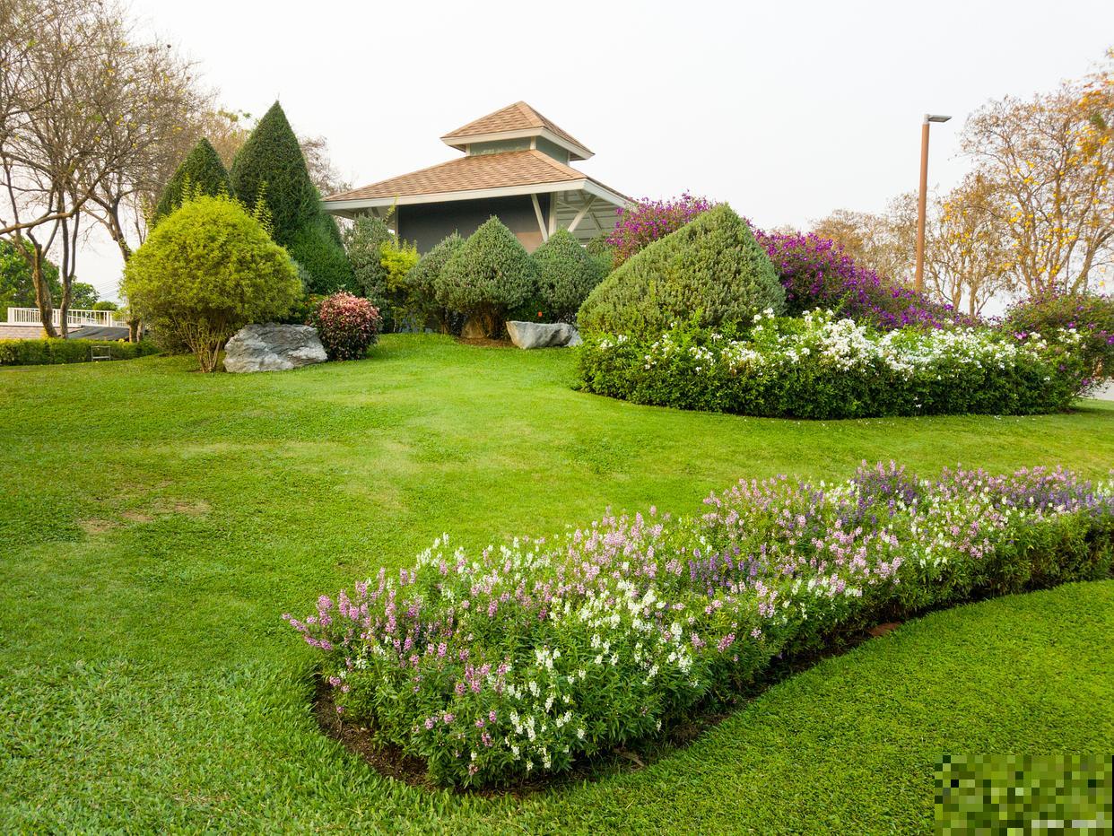 花叶络石叶子干枯是怎么了