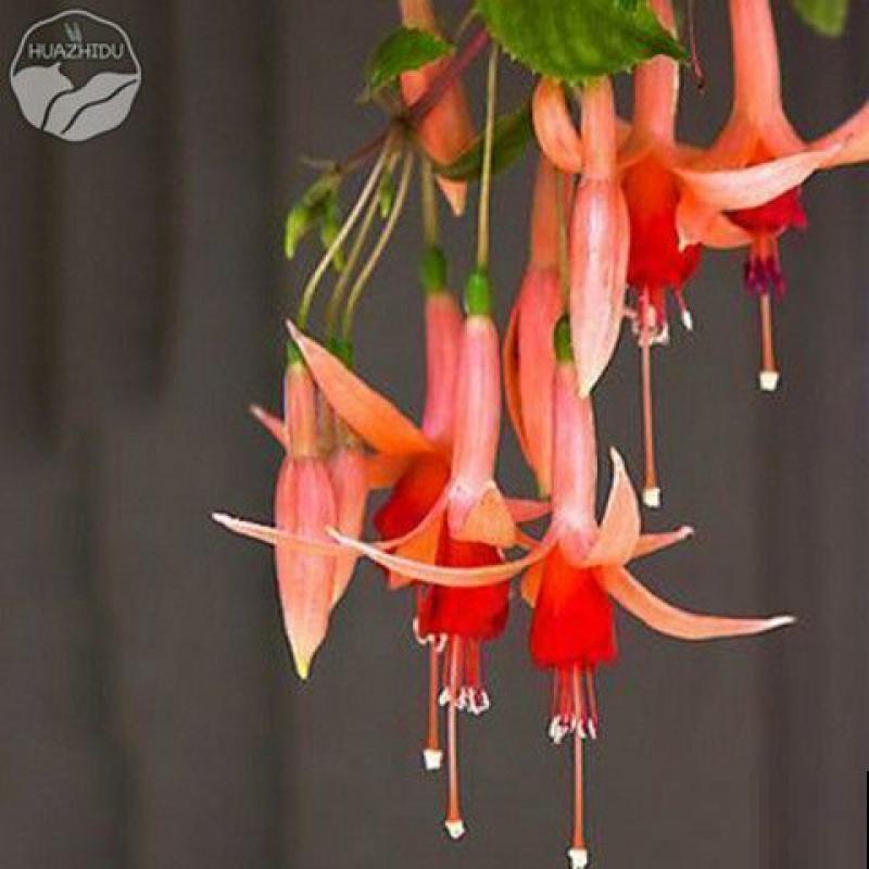 灯笼花繁殖，主要有这3种繁殖方法，快来学一学