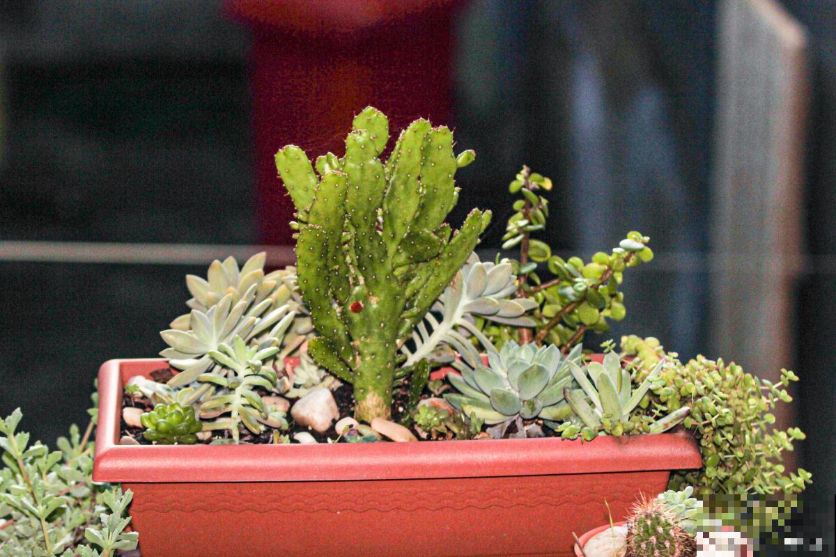 花卉玉麒麟上有烂斑怎么办 花卉玉麒麟上有烂斑怎么办