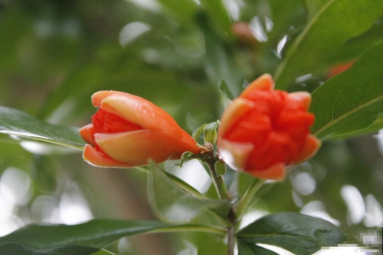 石榴花怎么授粉？