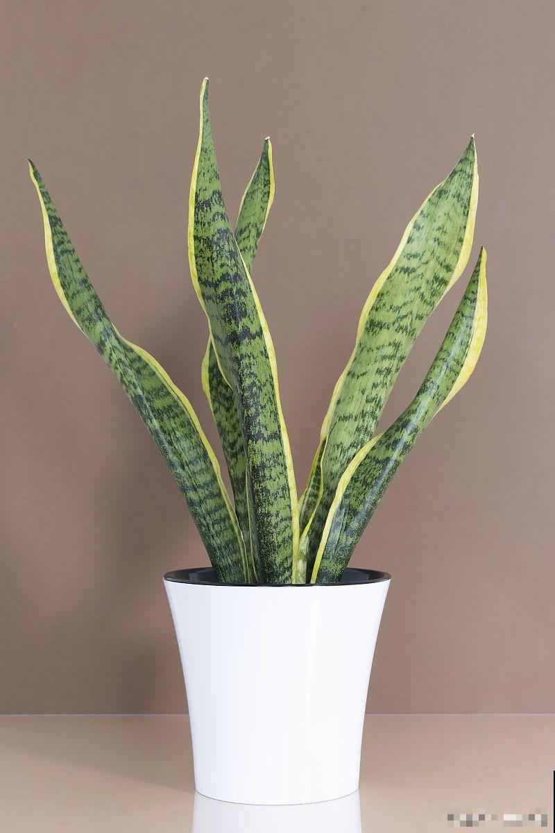 耐寒的盆栽花卉有哪些