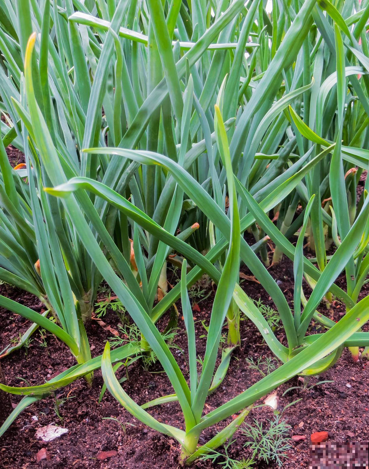 大蒜黄叶是怎么回事