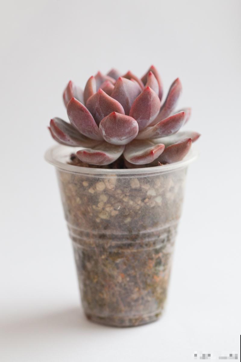 多肉秀妍怎么养护会更漂亮