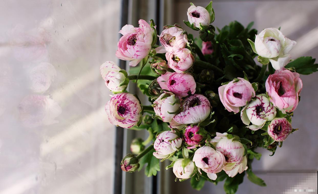 春天最常见的花？