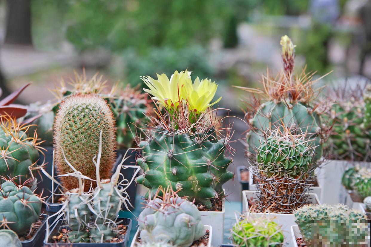 仙人球怎么发根？