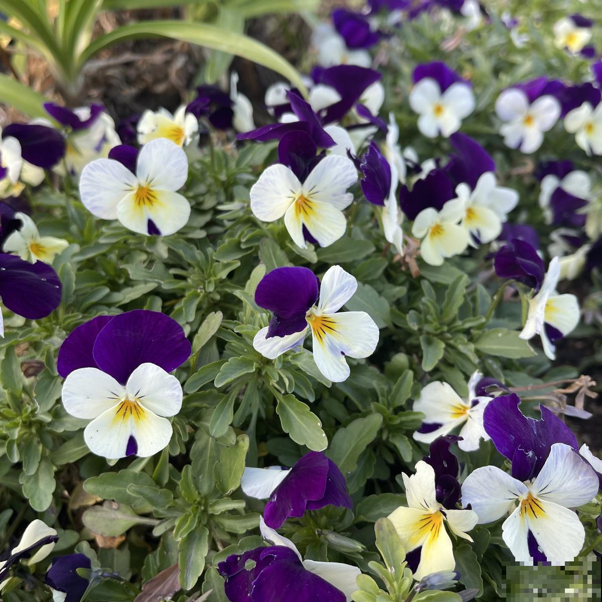 三色堇种子多久发芽 三色堇种子多久发芽