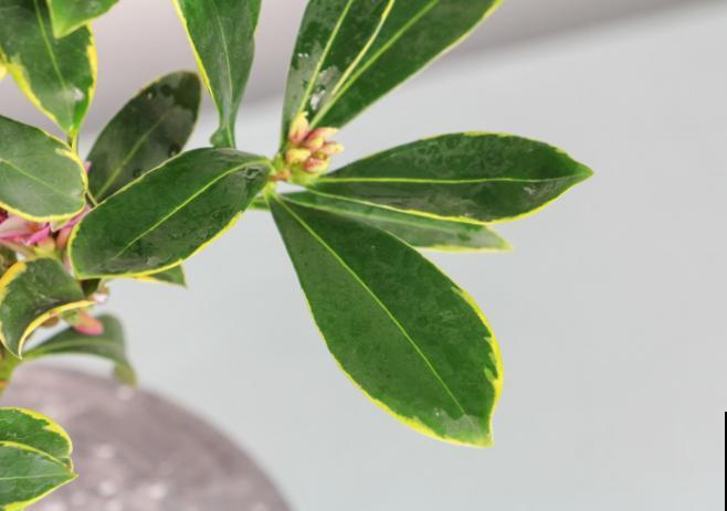 瑞香花养殖简单，记住这4步，后期开花多