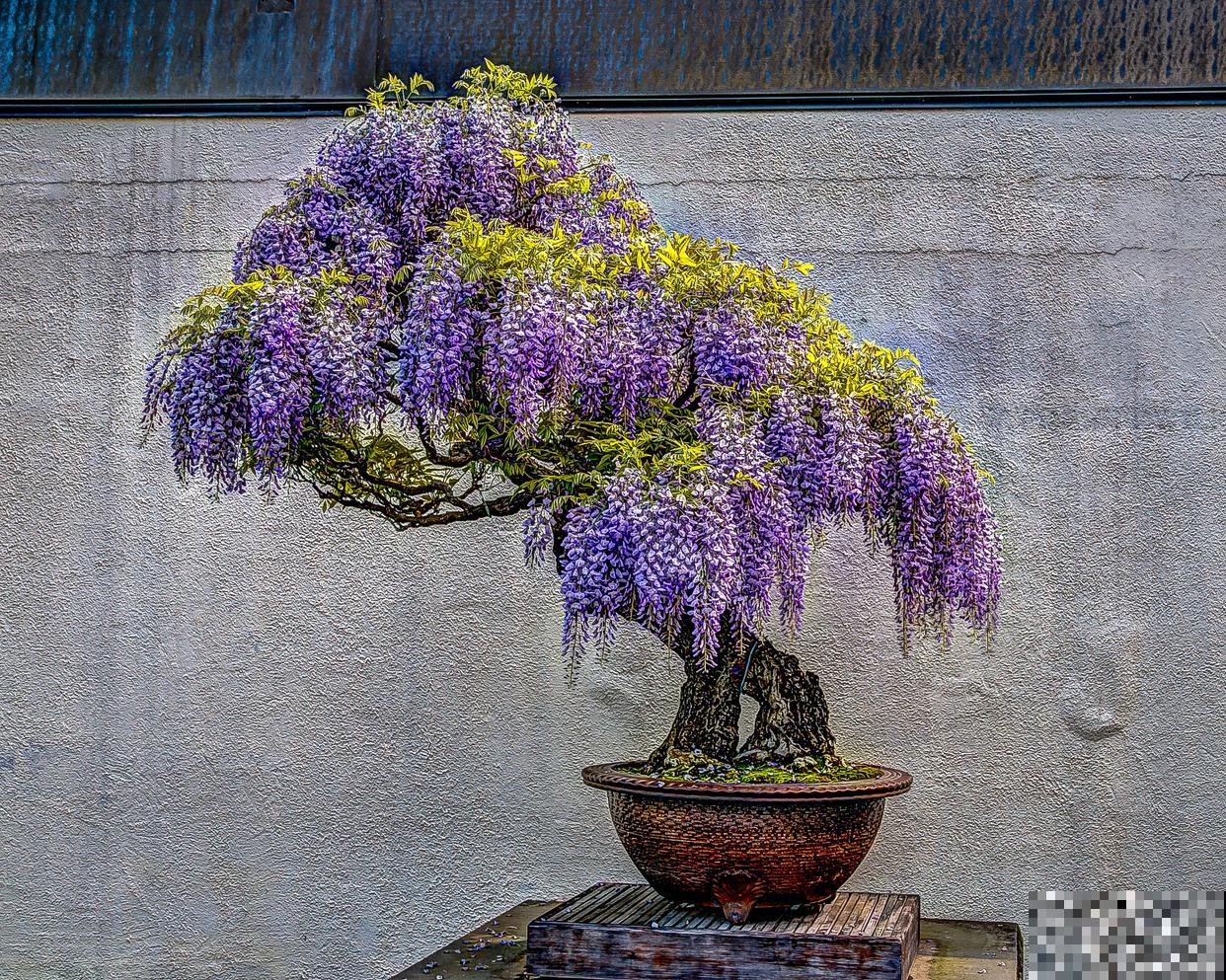 紫藤花盆栽种植方法 紫藤花盆栽种植方法