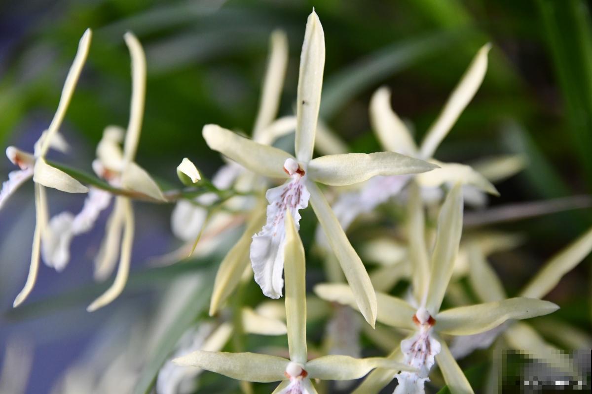 东北兰花怎么养？