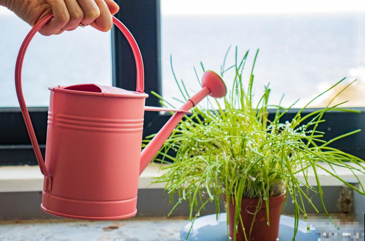 浇花水多了怎么办