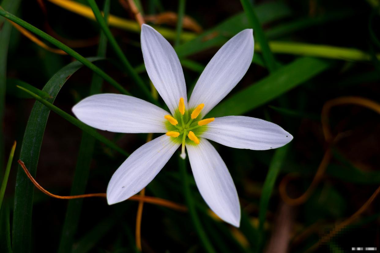 葱兰怎么养殖的？