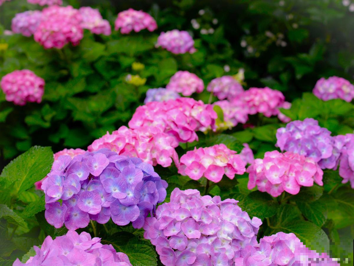 八仙花叶子发黄怎么办 八仙花叶子发黄怎么办