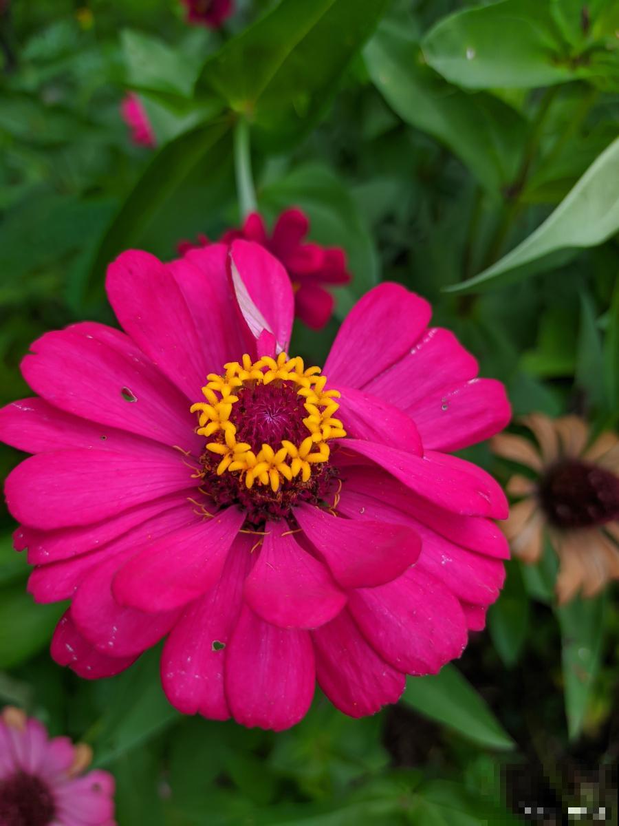 百日草什么时候摘心