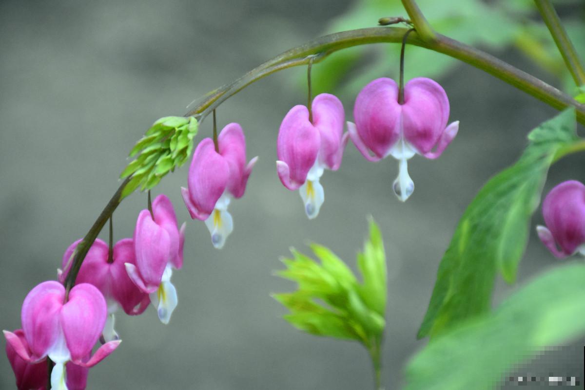 荷包牡丹盆栽如何养殖