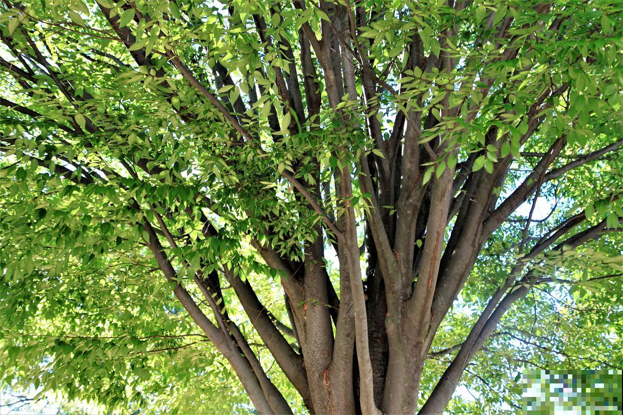 榆树伤口怎么处理