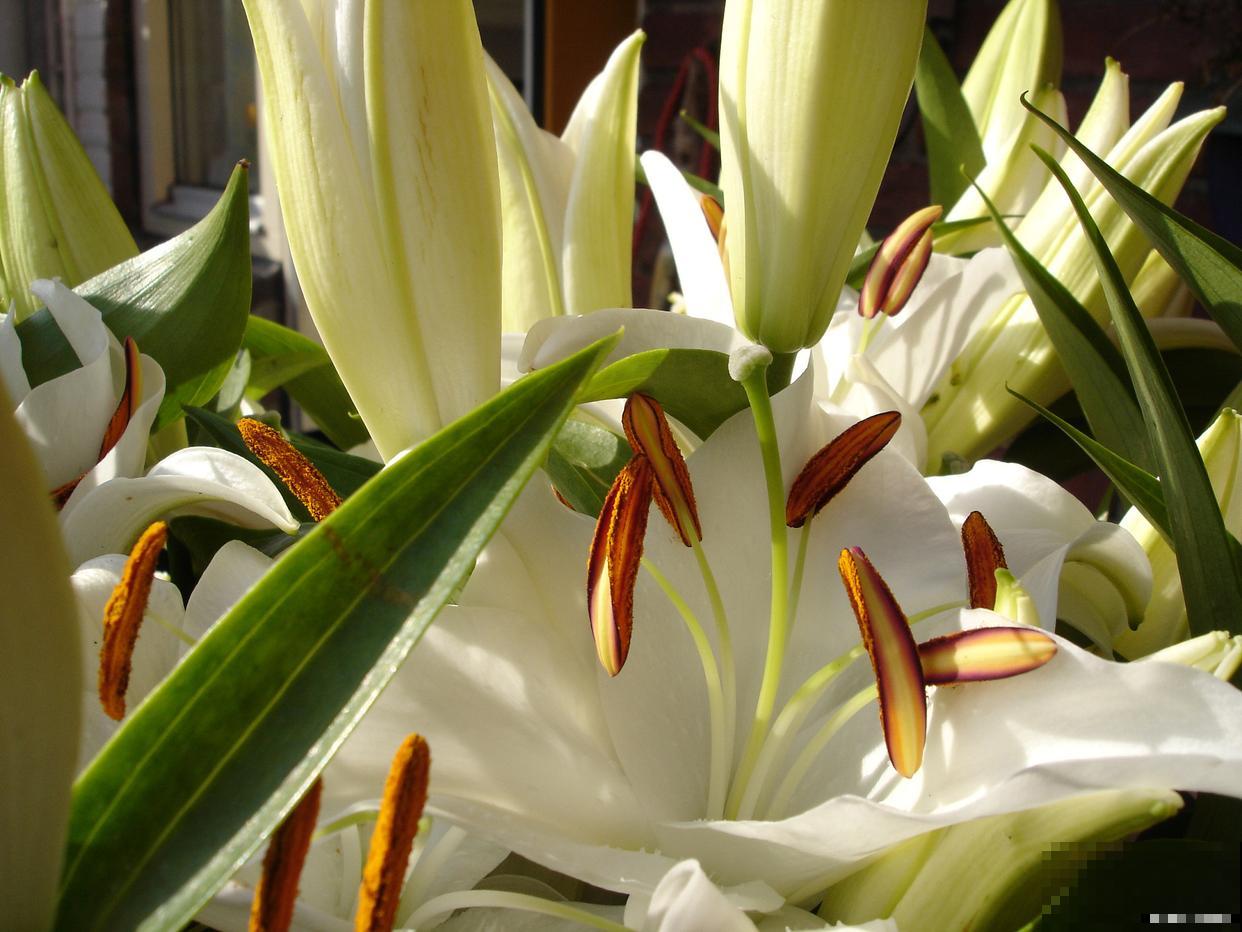 盆栽香水百合怎么养殖 盆栽香水百合怎么养殖