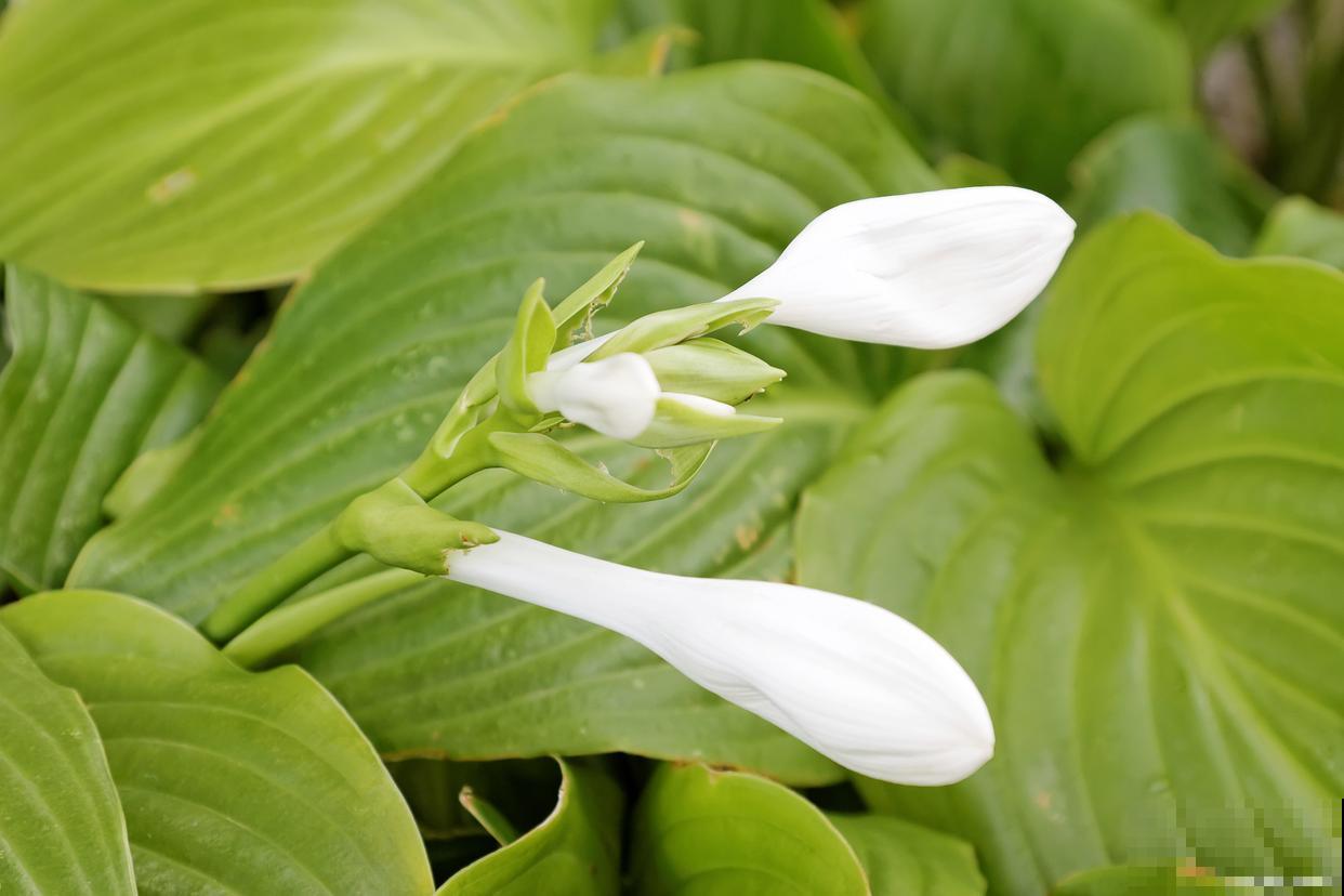 云南的花有哪些？