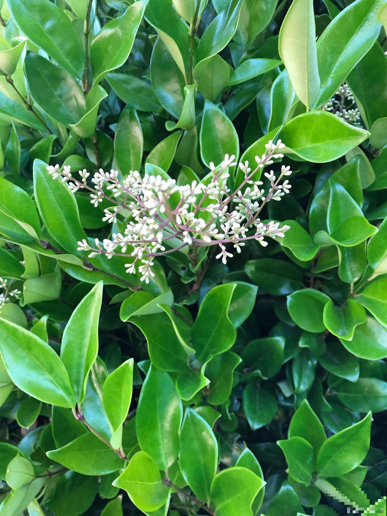非洲茉莉多久开花 非洲茉莉多久开花