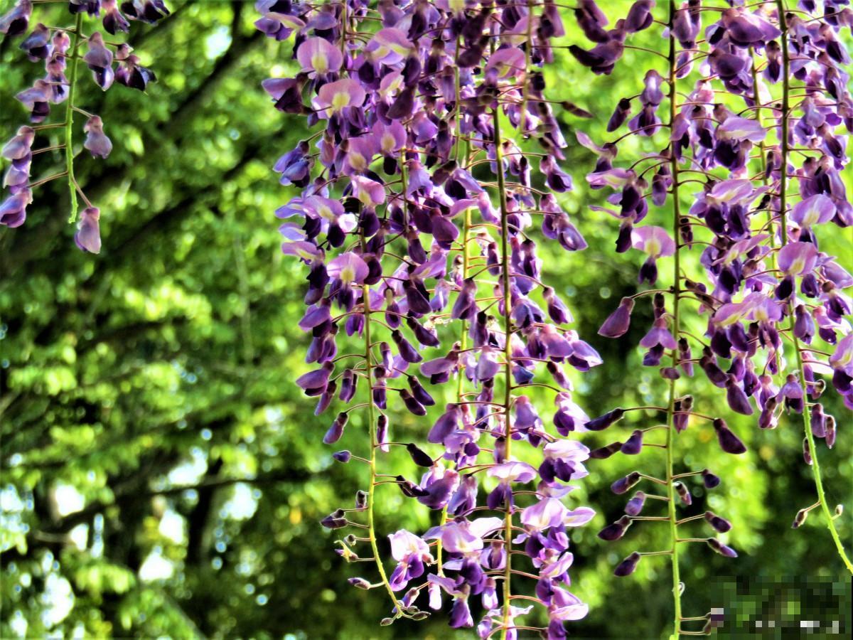 紫藤花什么时候种植