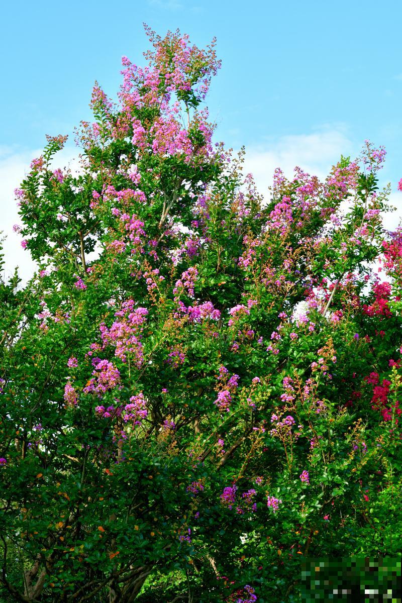 紫薇树施什么肥最好