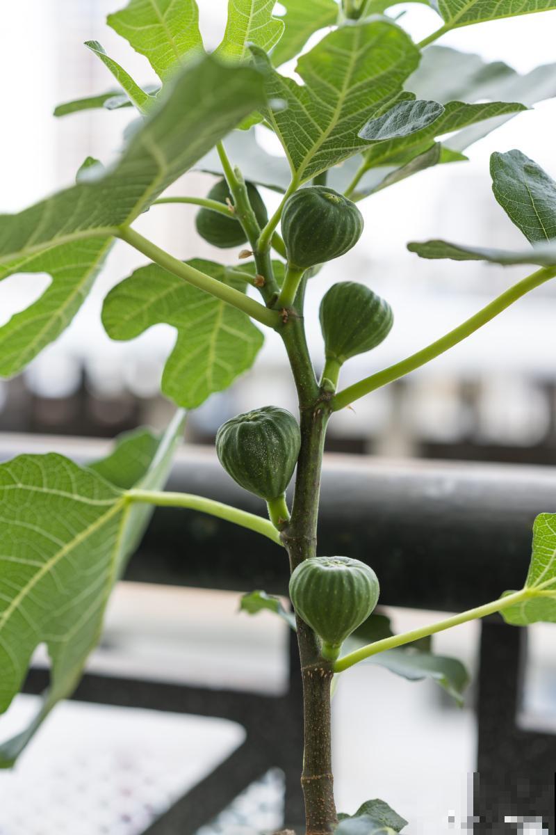 无花果树如何过冬 无花果树如何过冬