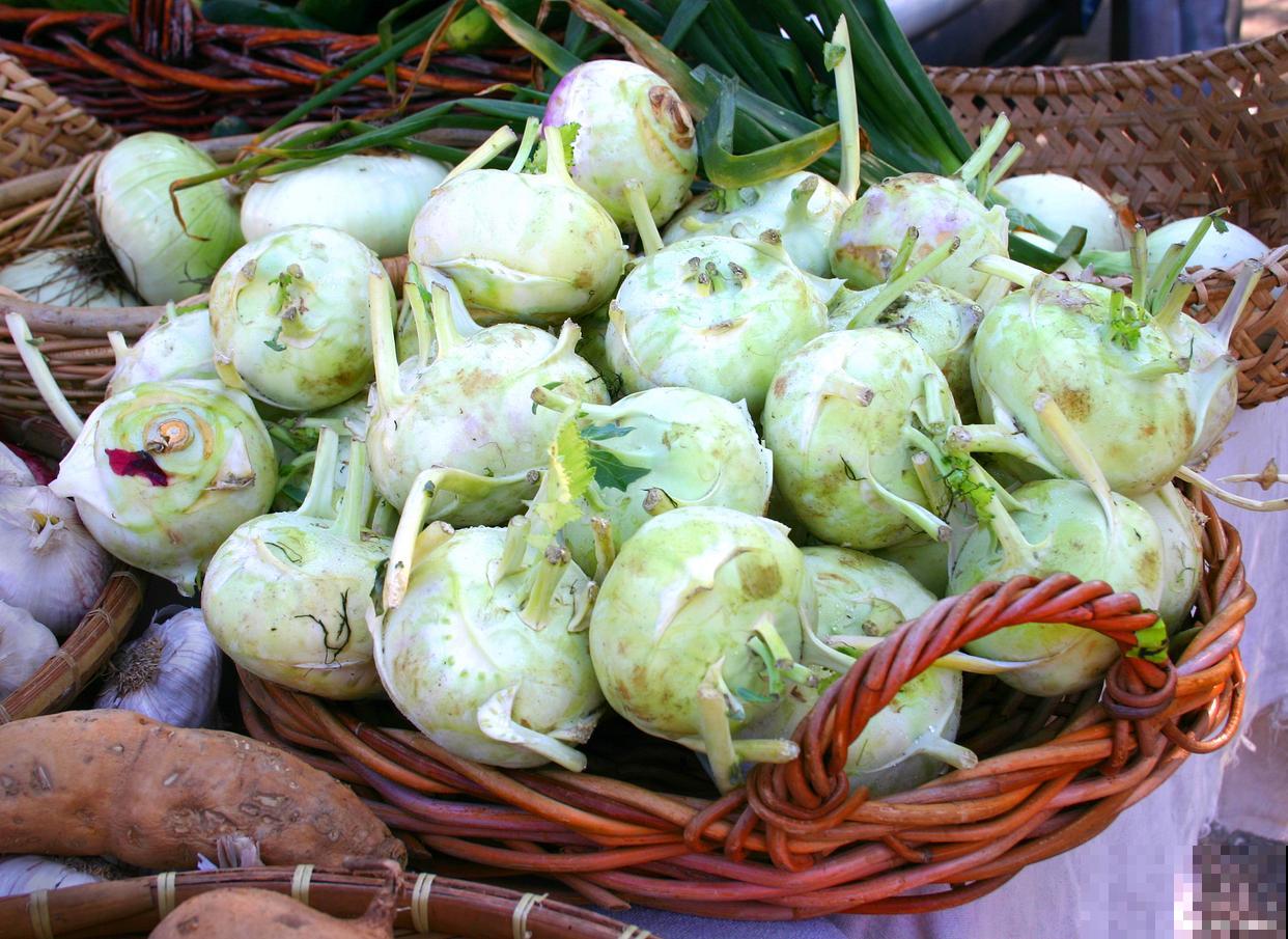 大头菜几月种植几月收